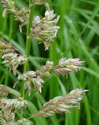 Attēlu rezultāti vaicājumam “Phalaroides arundinacea”