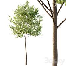 Attēlu rezultāti vaicājumam “Tilia platyphyllos subsp. cordifolia”