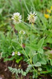 Attēlu rezultāti vaicājumam “Trifolium montanum fruit”