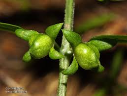 Attēlu rezultāti vaicājumam “Melampyrum sylvaticum”