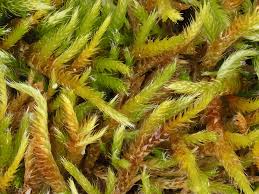 Attēlu rezultāti vaicājumam “Hypnum cupressiforme var. lacunosum”