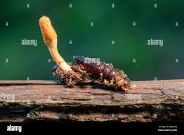 Attēlu rezultāti vaicājumam “Cordyceps farinosa”