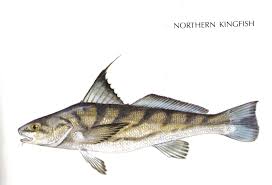 Image result for Menticirrhus saxatilis