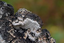 Attēlu rezultāti vaicājumam “Antrodia sinuosa”