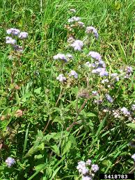 Image result for Ageratum houstonianum