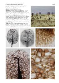 Attēlu rezultāti vaicājumam “Comatricha ellae spores”