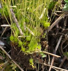 Attēlu rezultāti vaicājumam “Funariales”