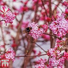Attēlu rezultāti vaicājumam “Lonicera caerulea var. pallasii flower”