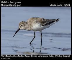 Image result for Calidris ferruginea