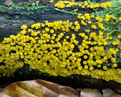 Attēlu rezultāti vaicājumam “Bisporella citrina”