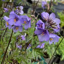 Attēlu rezultāti vaicājumam “Polemonium caeruleum flower”