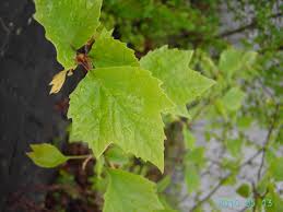 Attēlu rezultāti vaicājumam “Platanus x hispanica (syn. Platanus x acerifolia)”