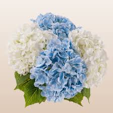 Attēlu rezultāti vaicājumam “Hydrangea”