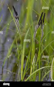 Attēlu rezultāti vaicājumam “Carex acuta”