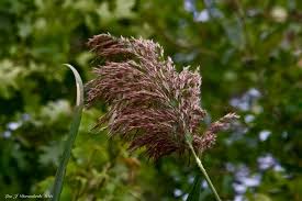 Attēlu rezultāti vaicājumam “Phragmites communis flower”