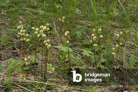 Attēlu rezultāti vaicājumam “Pyrola rotundifolia”