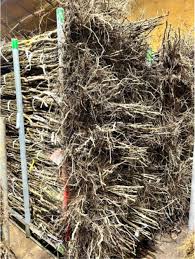 Attēlu rezultāti vaicājumam “Proutia betulina larva”