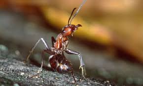Attēlu rezultāti vaicājumam “Formica rufa”