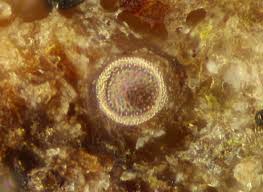 Attēlu rezultāti vaicājumam “Licea minima spores”