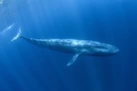 Image result for Balaenoptera musculus
