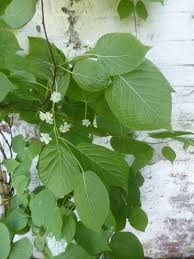 Attēlu rezultāti vaicājumam “Actinidia kolomikta”