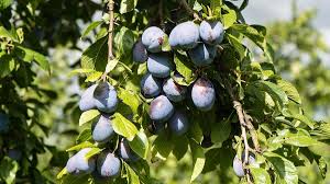 Attēlu rezultāti vaicājumam “Prunus domestica subsp. insitita fruit”