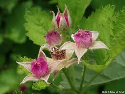 Attēlu rezultāti vaicājumam “Rubus plicatus flower”