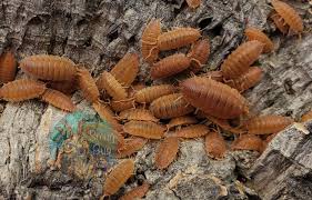 Attēlu rezultāti vaicājumam “Porcellio scaber”