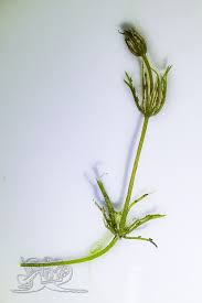 Attēlu rezultāti vaicājumam “Chara contraria”