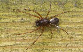 Attēlu rezultāti vaicājumam “Neriene montana”