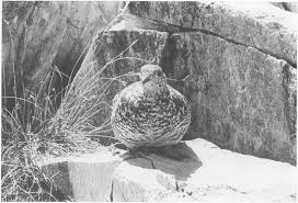 Attēlu rezultāti vaicājumam “Lagopus lagopus female”