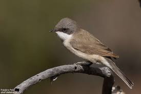 Attēlu rezultāti vaicājumam “Sylvia curruca adult”