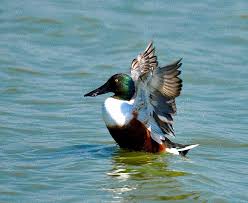 Attēlu rezultāti vaicājumam “Anas clypeata male”