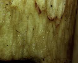 Attēlu rezultāti vaicājumam “Craterium minutum cf. var. brunneum spores”