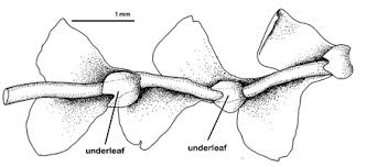 Attēlu rezultāti vaicājumam “Harpanthus flotovianus cells”
