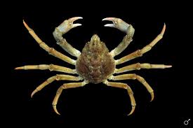 Image result for Hyas coarctatus