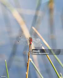 Attēlu rezultāti vaicājumam “Leucorrhinia dubia male”