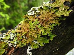 Attēlu rezultāti vaicājumam “Lobaria pulmonaria”