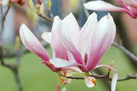 Attēlu rezultāti vaicājumam “Magnolia x soulangeana”