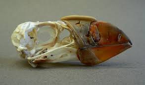 Image result for Fratercula cirrhata