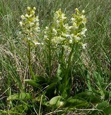 Attēlu rezultāti vaicājumam “Platanthera bifolia flower”