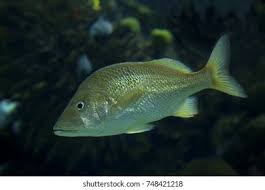 Image result for Haemulon plumierii