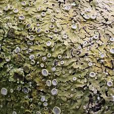 Attēlu rezultāti vaicājumam “Physconia distorta”