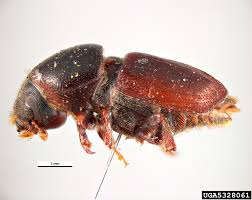 Attēlu rezultāti vaicājumam “Scolytus ratzeburgi”