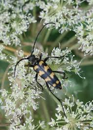Attēlu rezultāti vaicājumam “Leptura quadrifasciata”