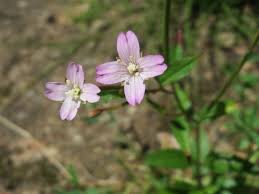 Image result for Weidenröschen