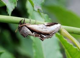 Attēlu rezultāti vaicājumam “Pheosia gnoma”