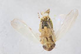 Attēlu rezultāti vaicājumam “Macrosteles sp. imago”