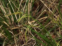 Attēlu rezultāti vaicājumam “Carex sylvatica fruit”