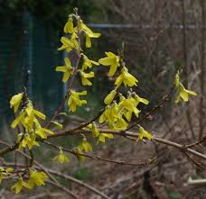 Attēlu rezultāti vaicājumam “Forsythia viridissima flower”